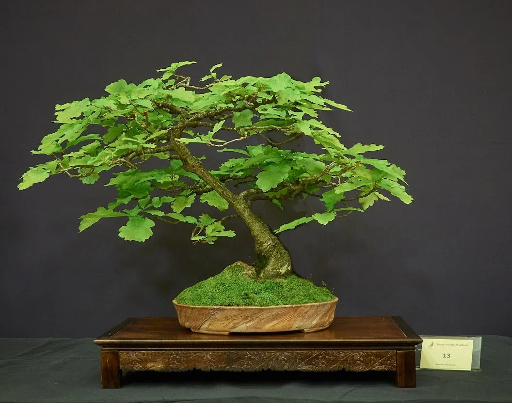 English Oak (Quercus Robur) - Grown from acorn in 1962 as slanting style. Root over rock.