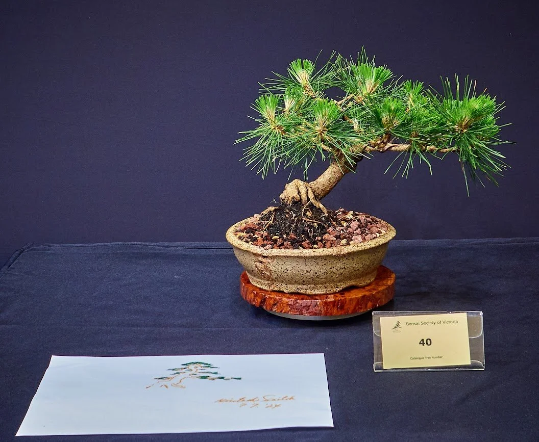 Japanese Black Pine (Pinus Thunbergii Yatsubusa) - 6 year old grafted dwarf variety. Styled and developed at Hirotoshi Saito workshop 7/24.