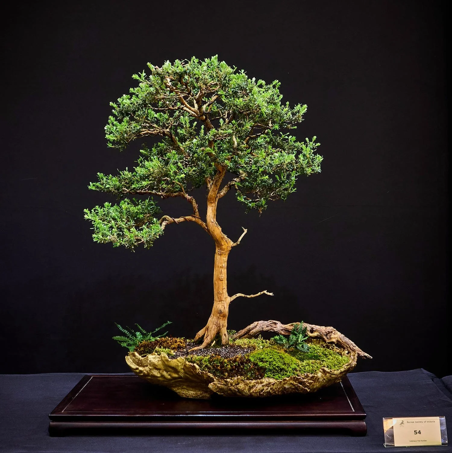 Wooly Tea-Tree (Leptospermum lanigerum) - Old Tasmanian tree combined with ferns in a forest setting.