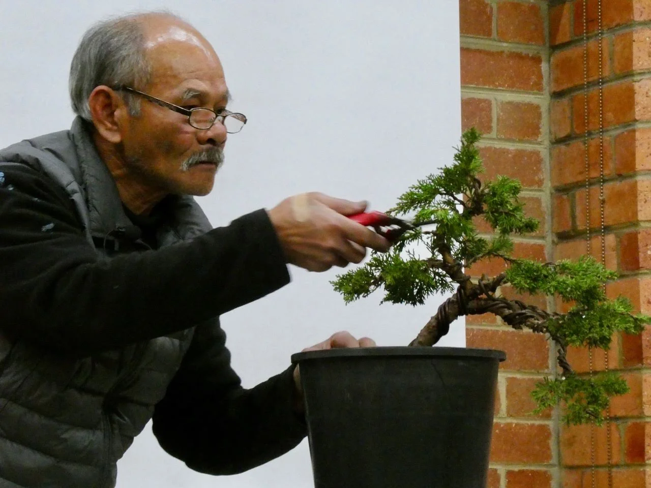 July Club Meeting: Junipers