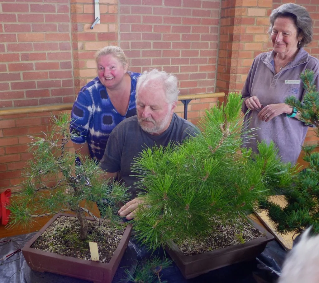 Plenty of attention and treatment for a Pine.