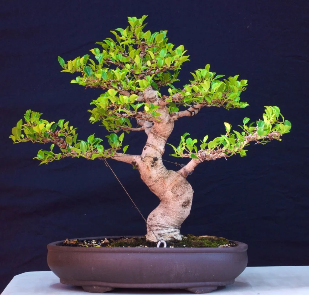Fig.