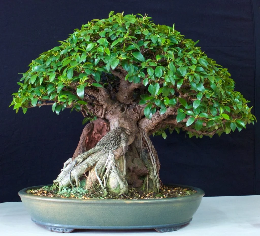 Fig being adjusted after defoliation.