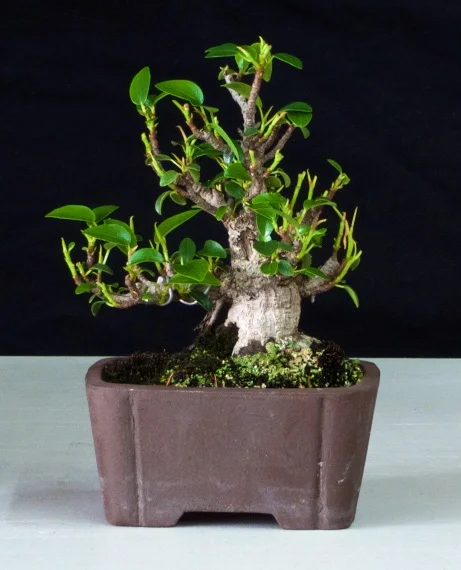 Fig.