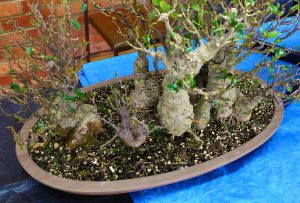 Fig Group before repotting.