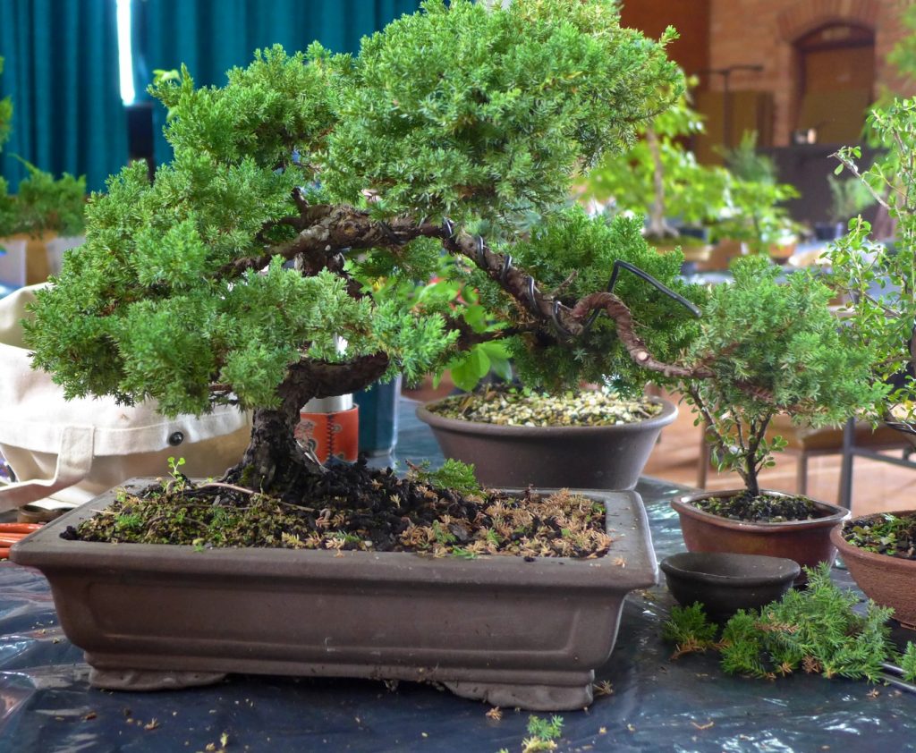 Juniper - revealing the trunk.