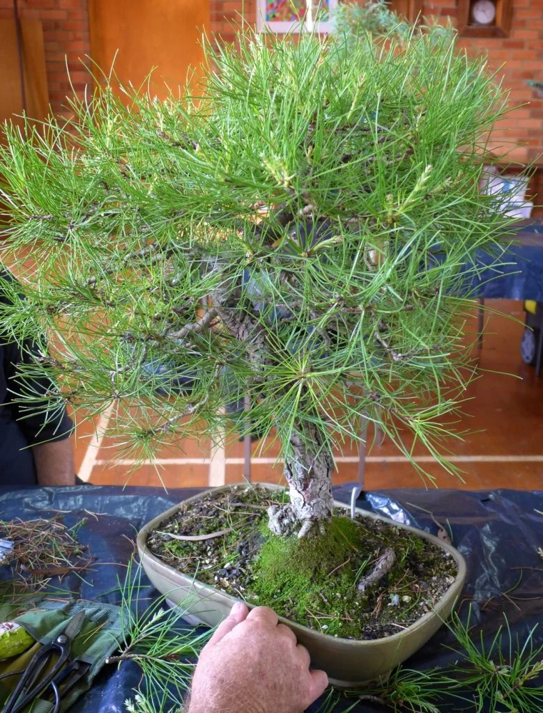 Red Pine - maybe?