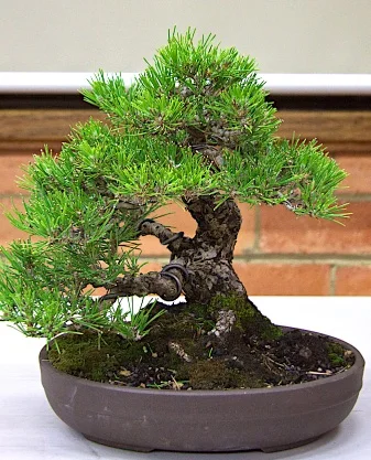 Pine