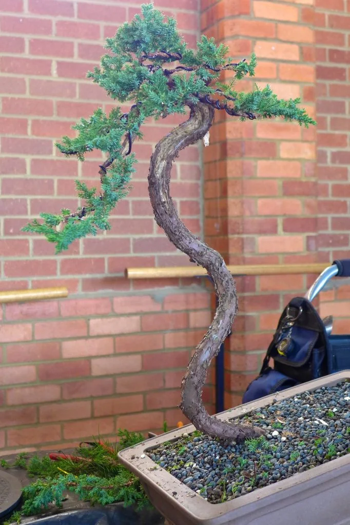 Juniper after adjustment.