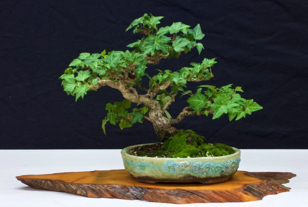 Heoria Ivy