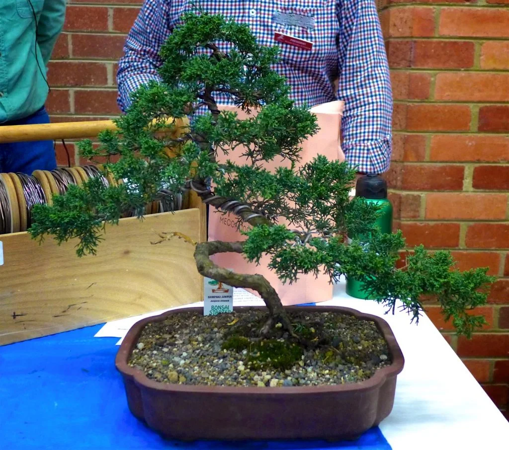 Juniperus chinensis 'Shimpaku'