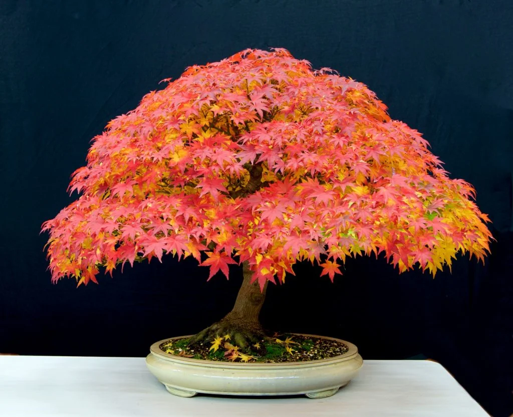 Japanese maple: This is an amazing tree that demands attention. In this phase, it is all about the foliage and that provides a high impact image. When the leaves drop and the tree structure is revealed, a very different tree will emerge.