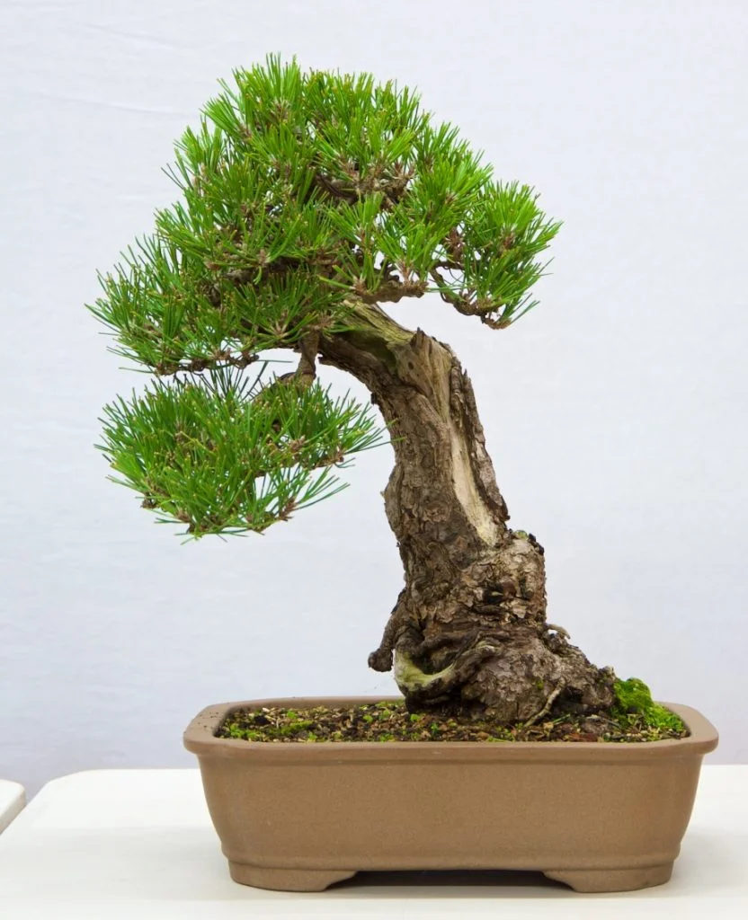 Black Pine: This tree is a good example of what can be achieved by constantly critically assessing your tree.