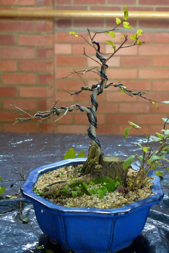 English Elm after styling.