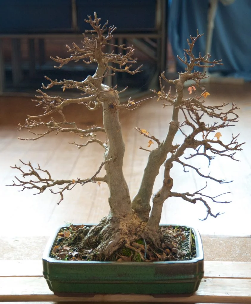Trident Maple Three trunk