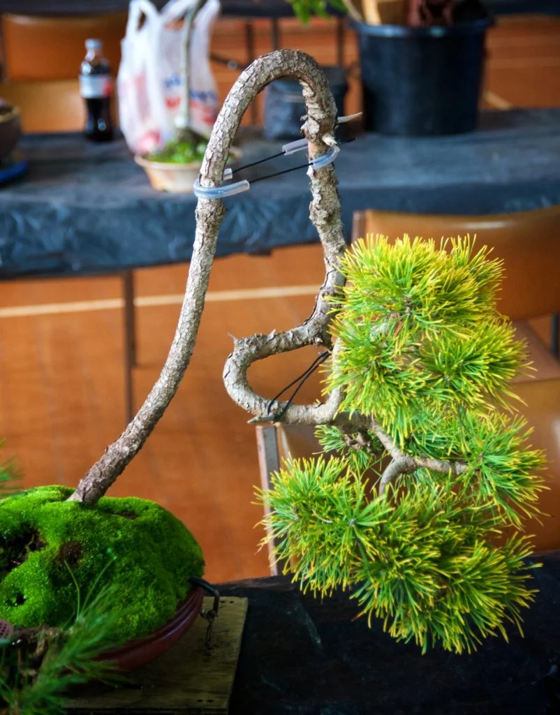 Mugo Pine Pinus mugho