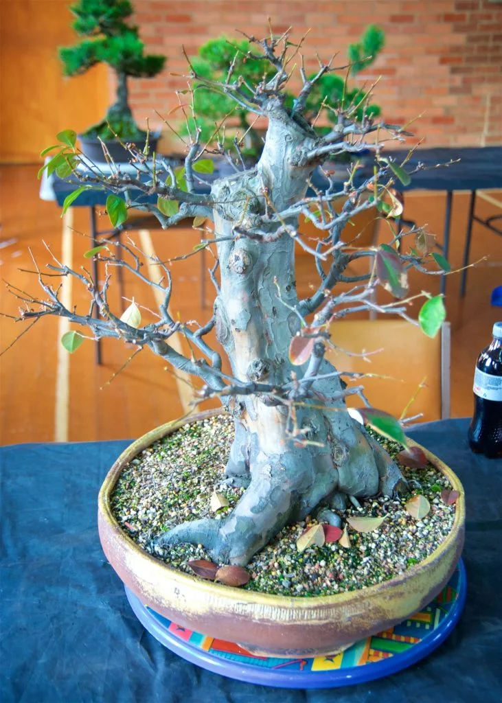 Chinese Quince -Pseudocydonia sinensis - on a lovely turntable.