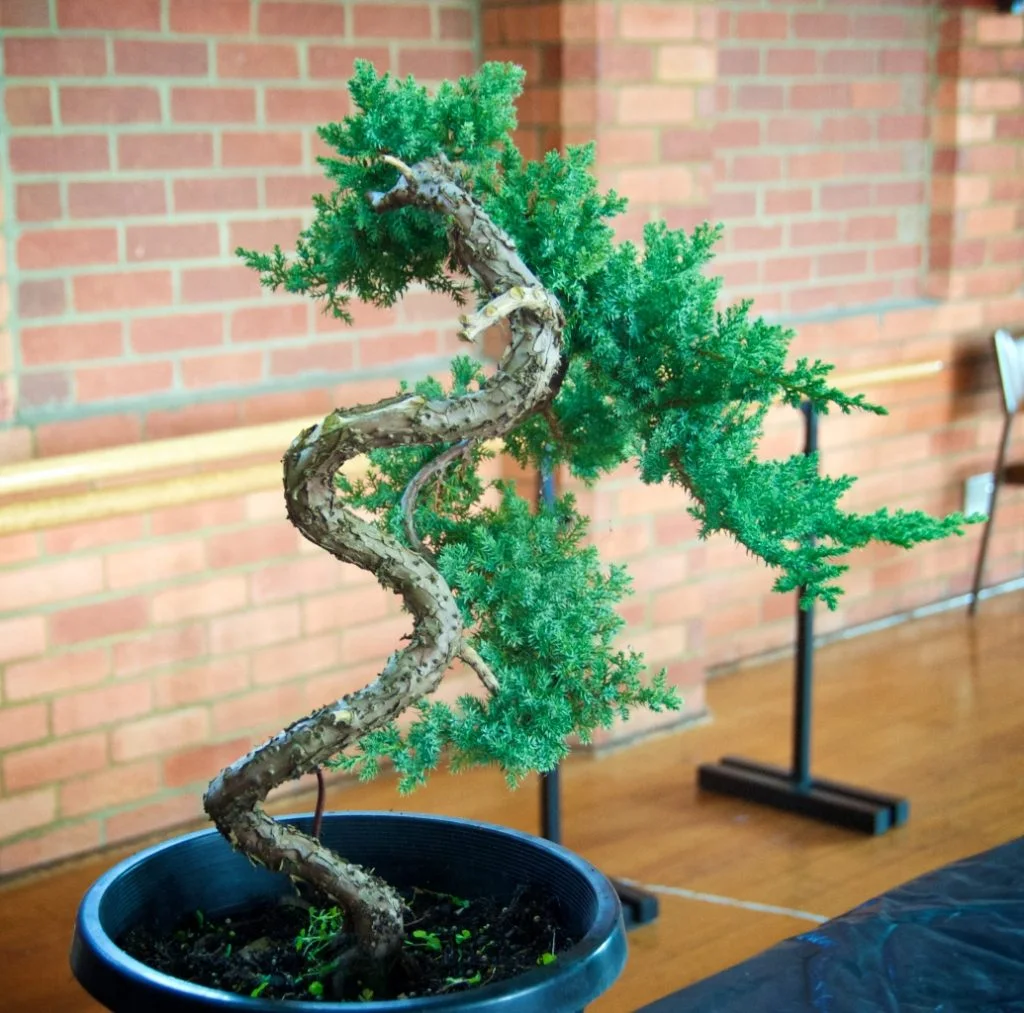 Juniper squamata