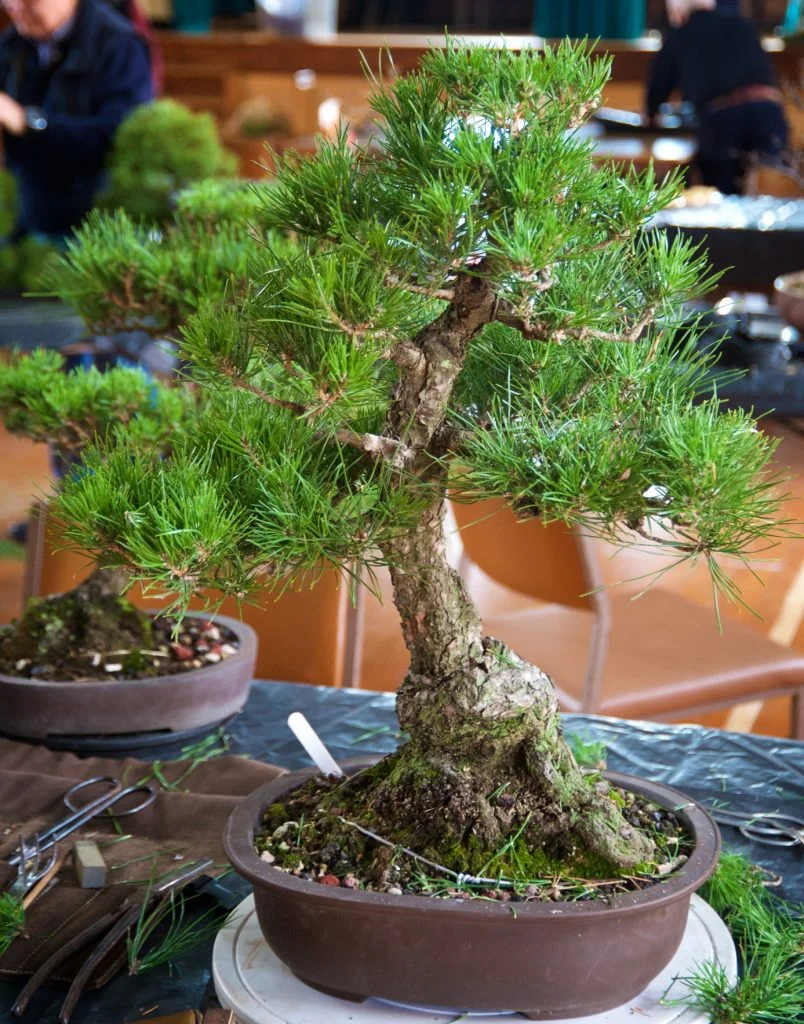 Black Pine? - Pinus thunbergii