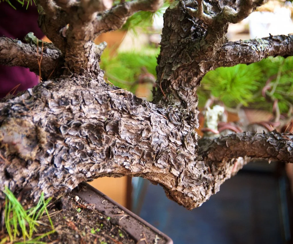 Pinus radiata bark