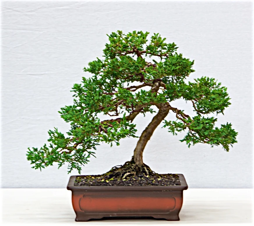 Shimpaku Juniper