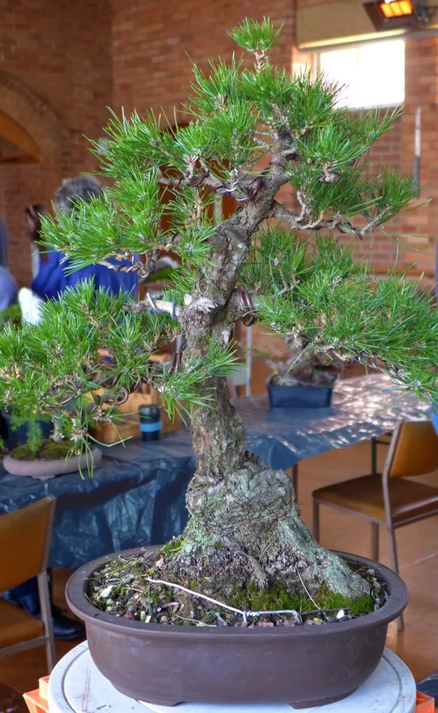 Black Pine - Before