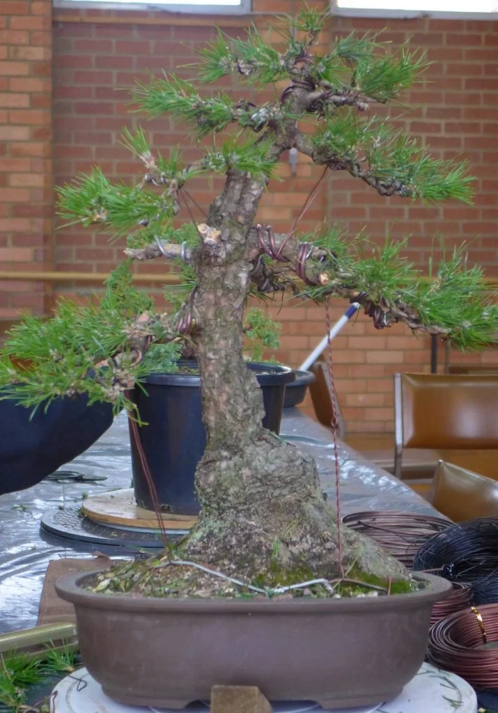 Black Pine - After