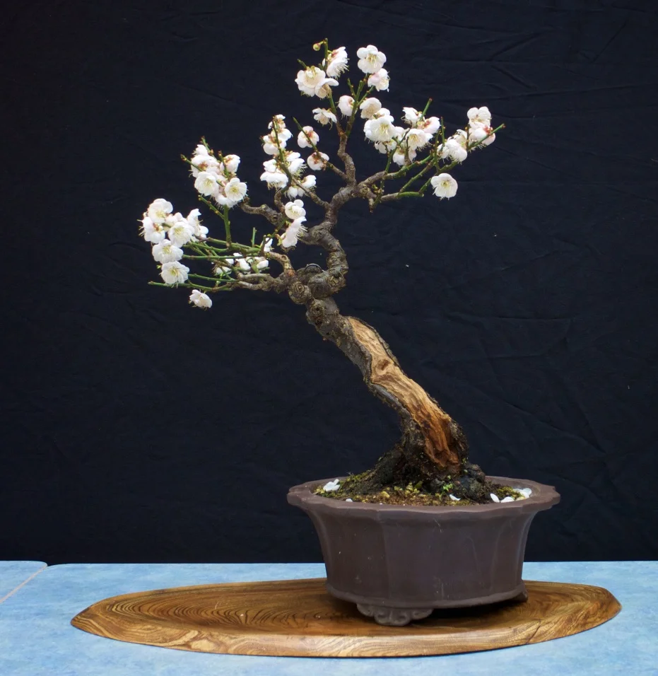 Prunus mume