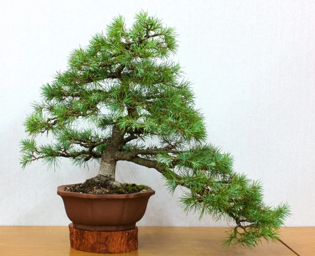 Cedrus deodara