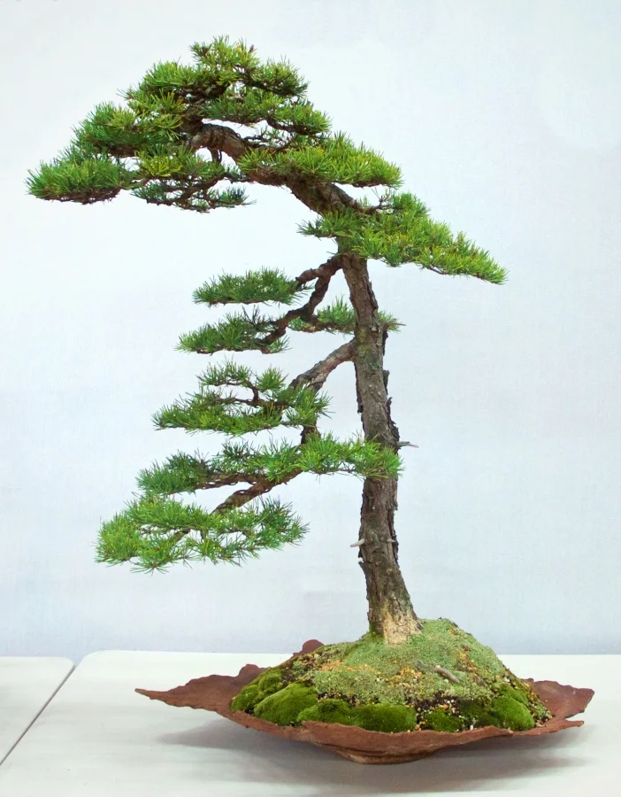 Jack Pine - Pinus banksiana