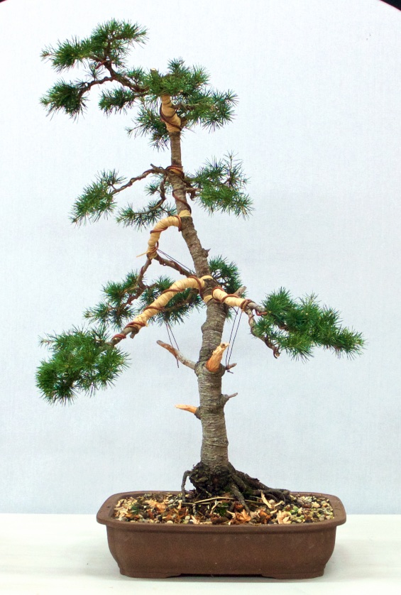 Atlantic Cedar