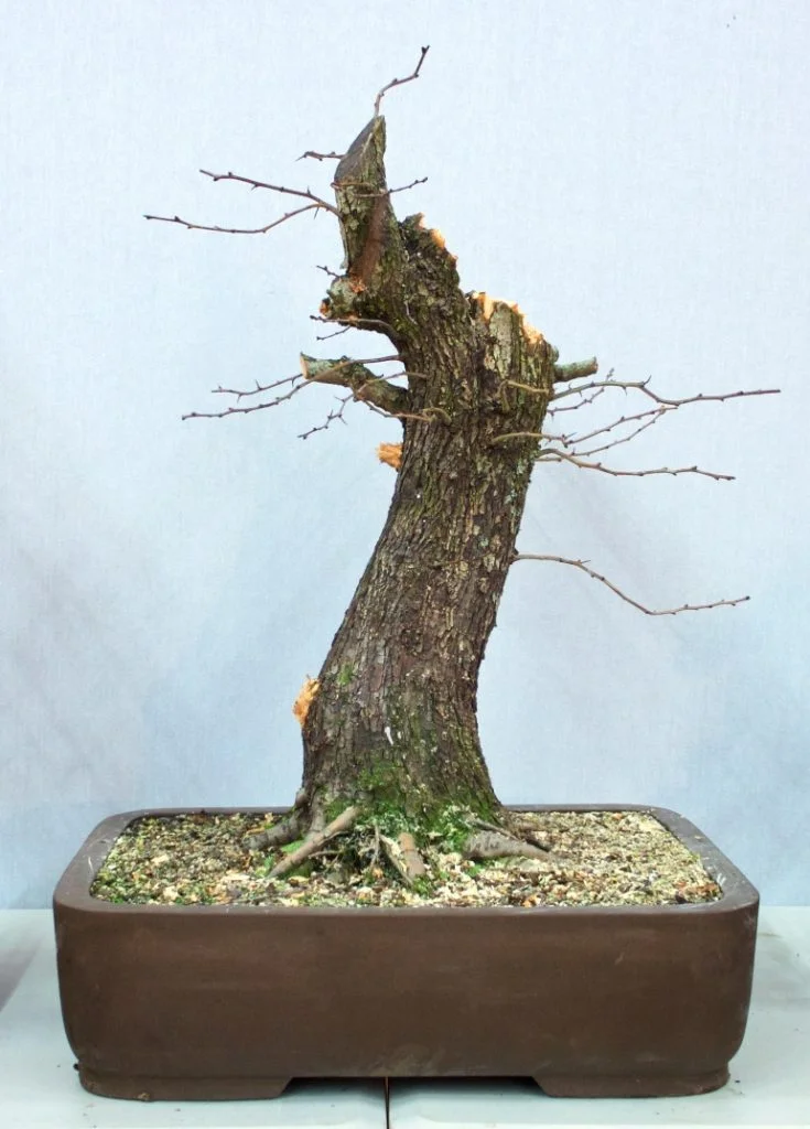 Hawthorn