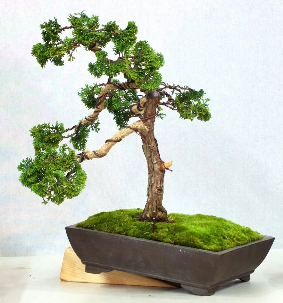 Cyprus Pine