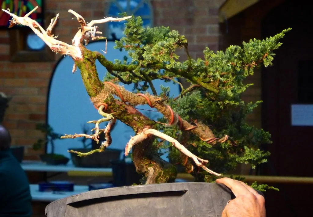 Trunk detail.