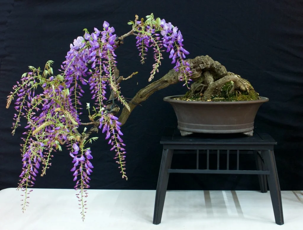 Wisteria