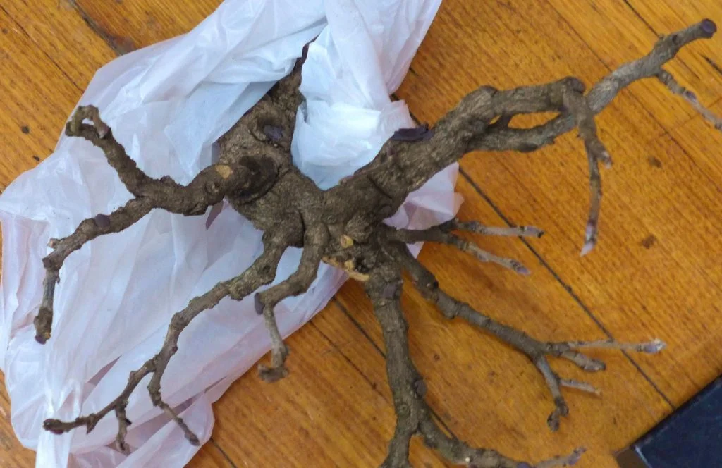 A great Wisteria becomes a casualty of fungus