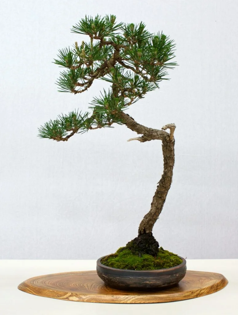 Black Pine - Pinus thunbergii