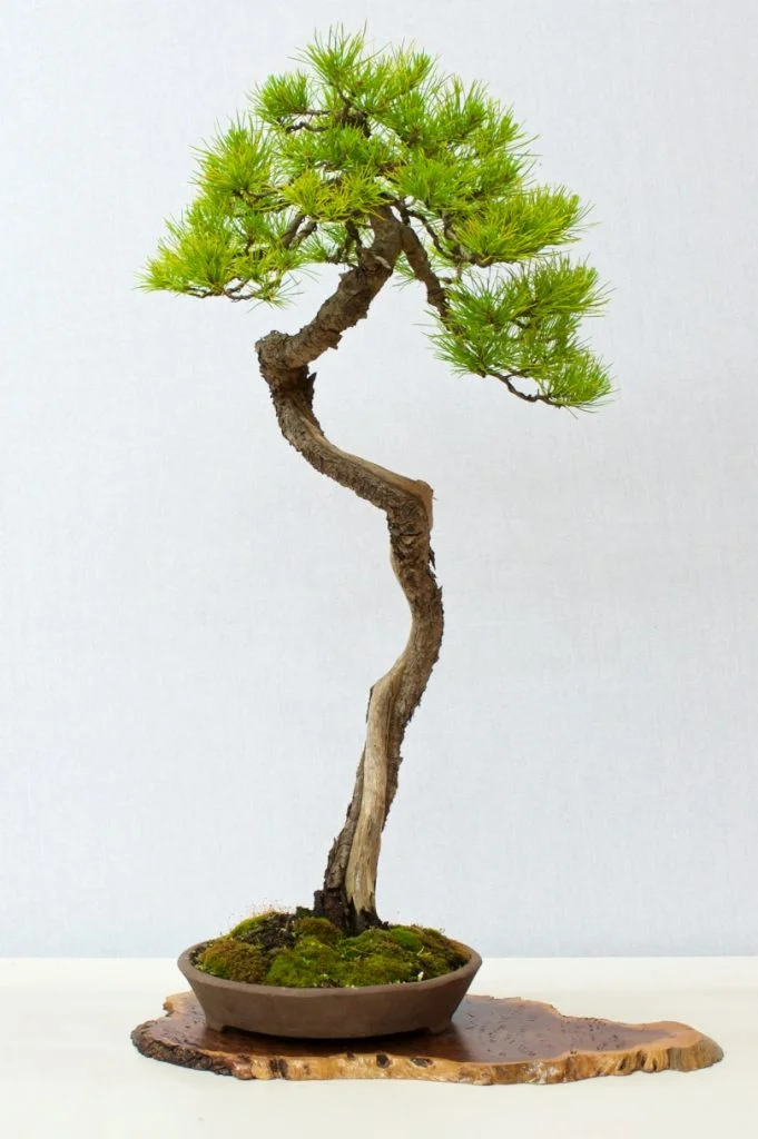 Pine - Mugo?