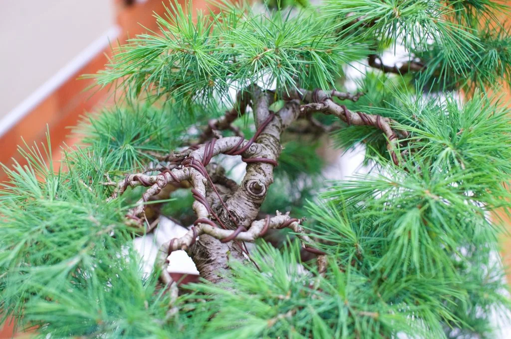 Cedar - detail of wiring.