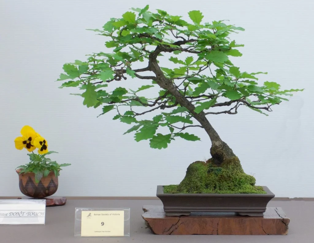 English Oak