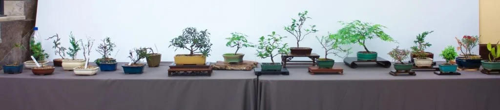 Children's Bonsai Display