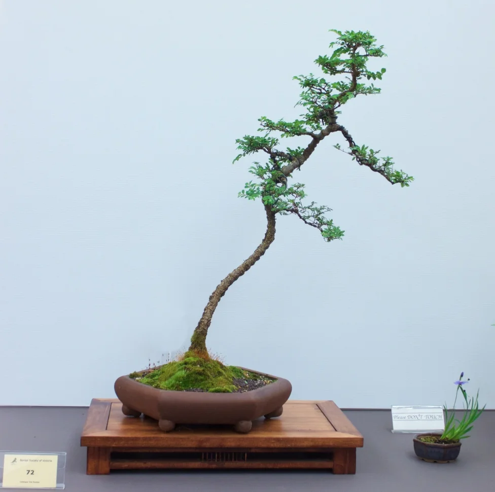 Chinese Elm