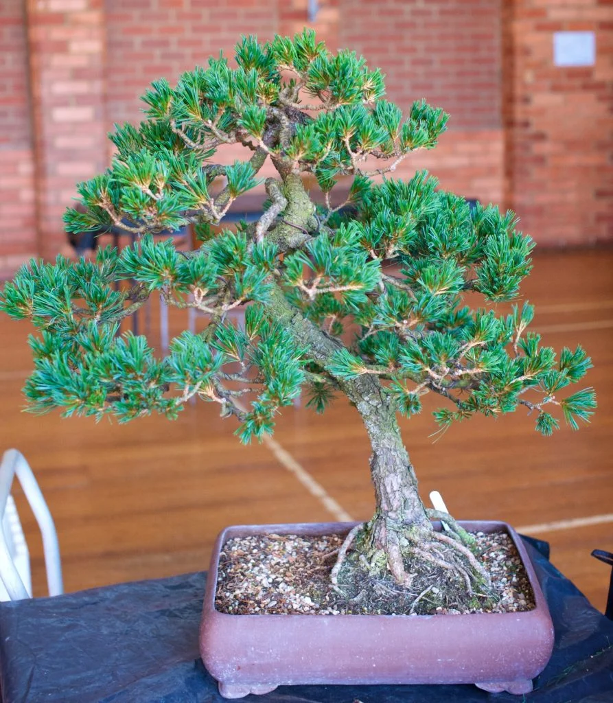 White Pine