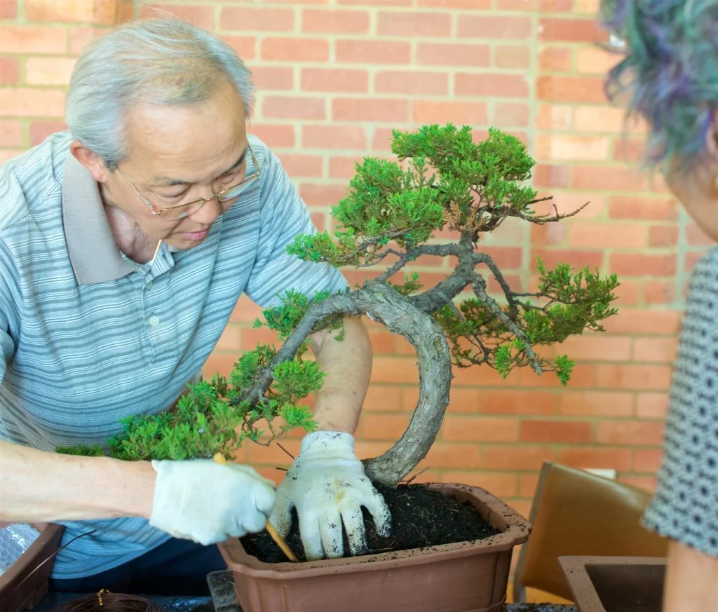 Juniper being repotted.