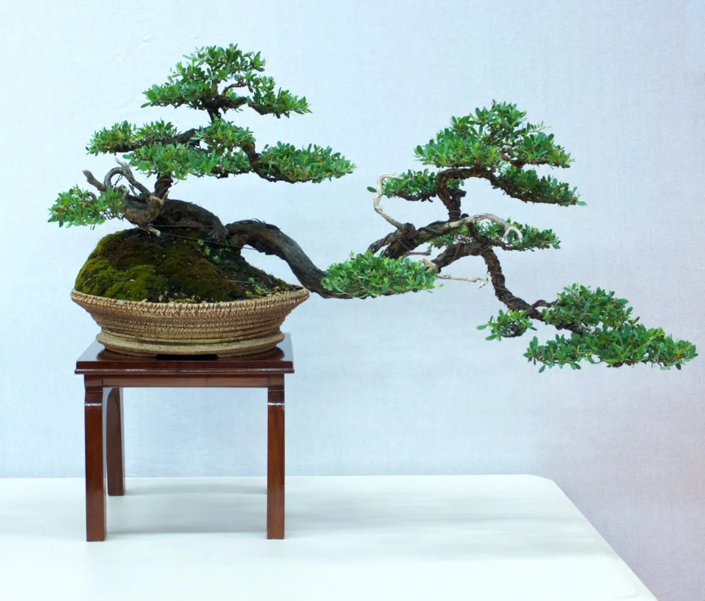 Coastal Tea Tree