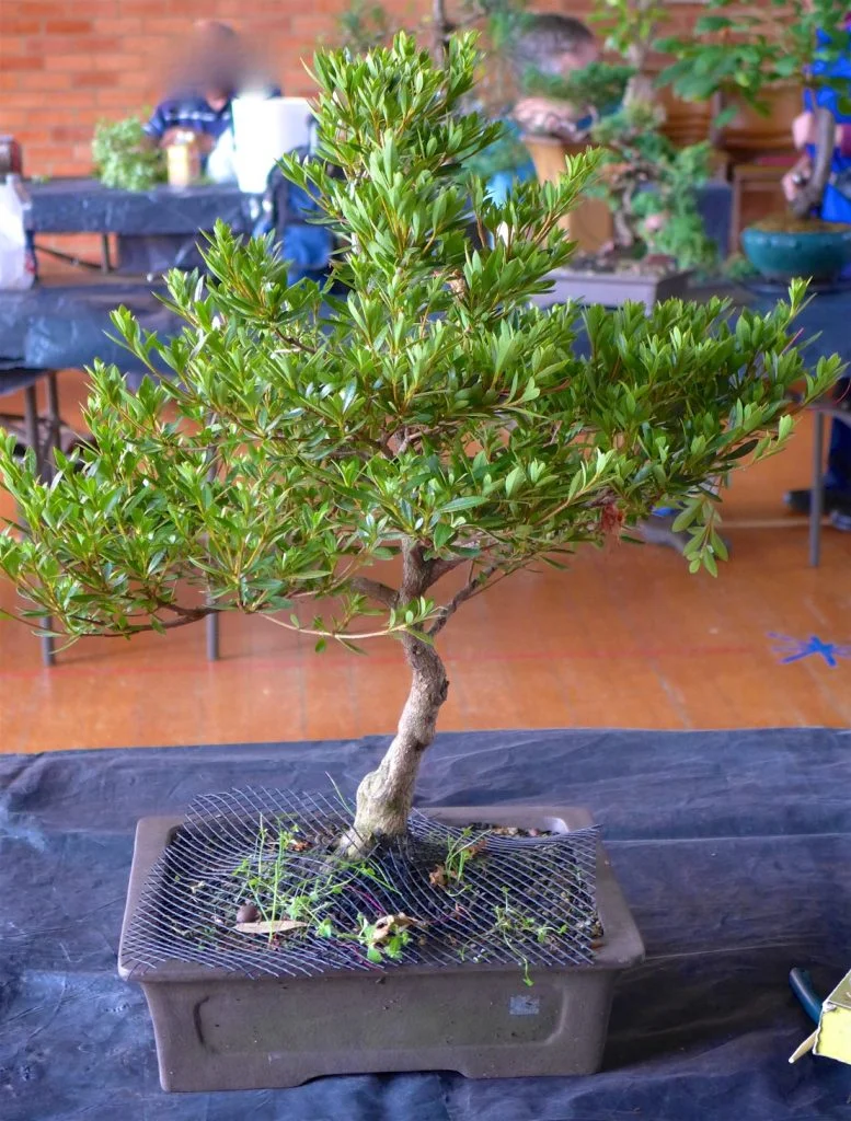 Azalea - before