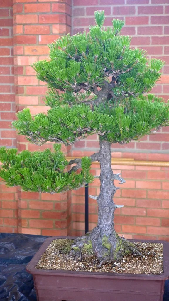 pine