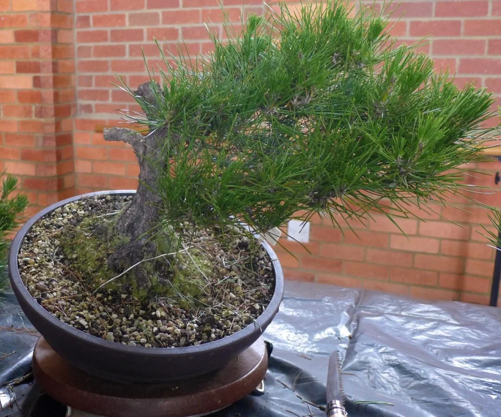 Pine - more adjustment