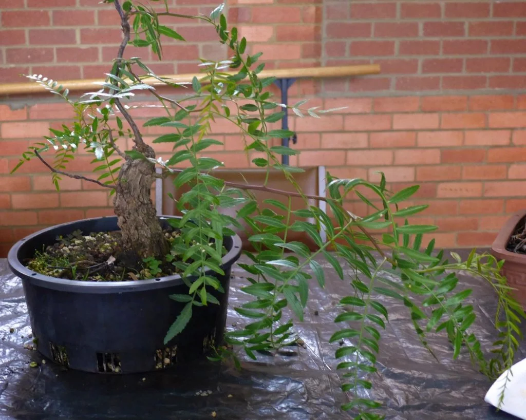 Peppercorn in development