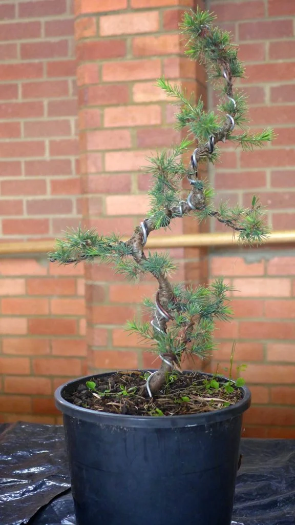 Cedar